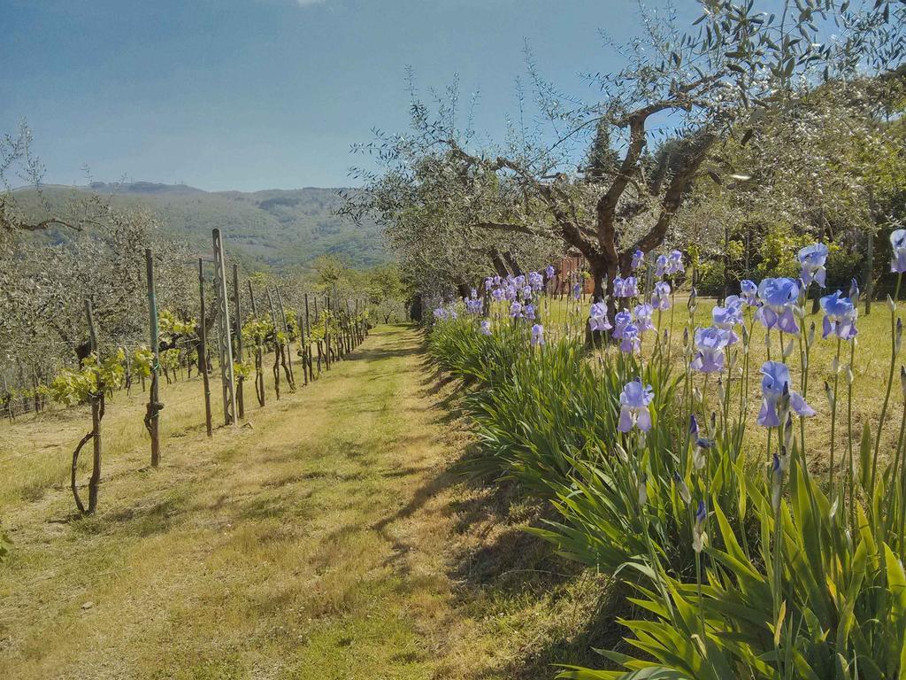 Tuscany Roses Arezzo Eksteriør billede